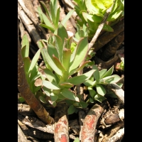 Euphorbe - Euphorbia Rigida (fam Euphorbiacees) (Europe du sud) (03)